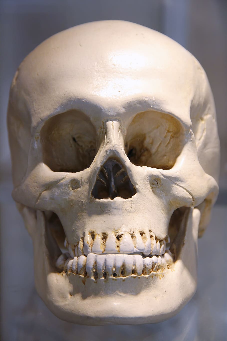 череп, анатомия, кость, мертвый, смерть, страх, судебно-медицинский, хэллоуин, голова, ужас