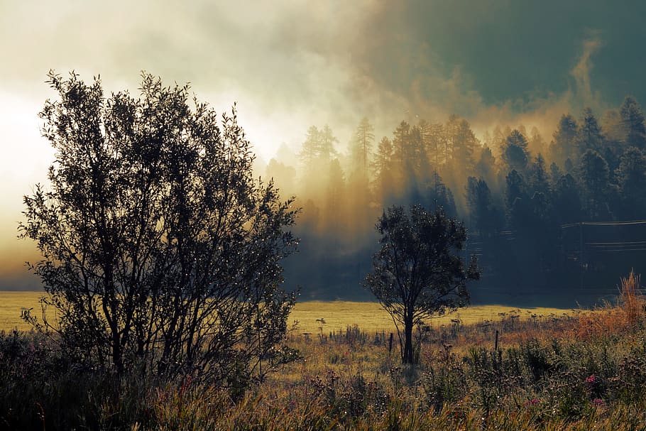 morgentau, morning mist, morgenstimmung, mood, sunrise, landscape, foggy, morning, fog, tree