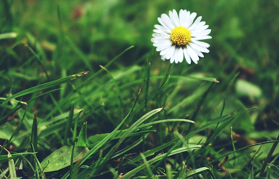 daisy, daisies, flowers, grass, nature, flower, flowering plant, plant, freshness, growth