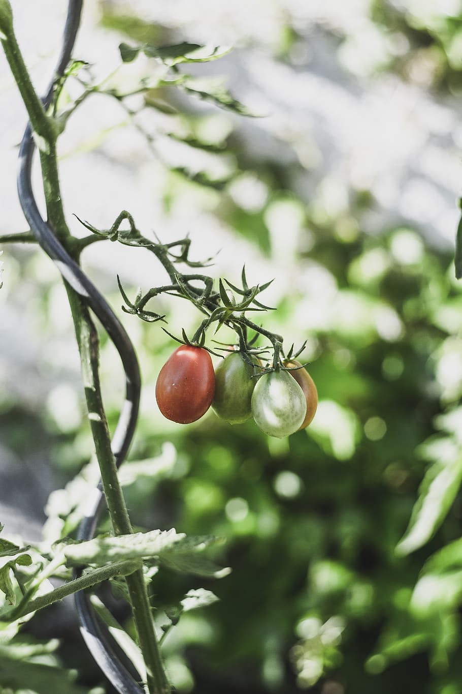 tomatoes, bush, plant, vegetables, food, nachtschattengewächs, green, fresh, ripe, cultivation