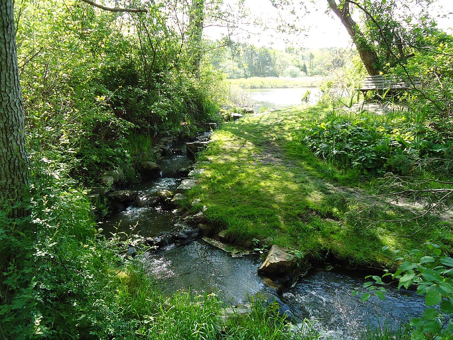 brook, stream, creek, spring, river, greengrass, trees, plant, water, tree