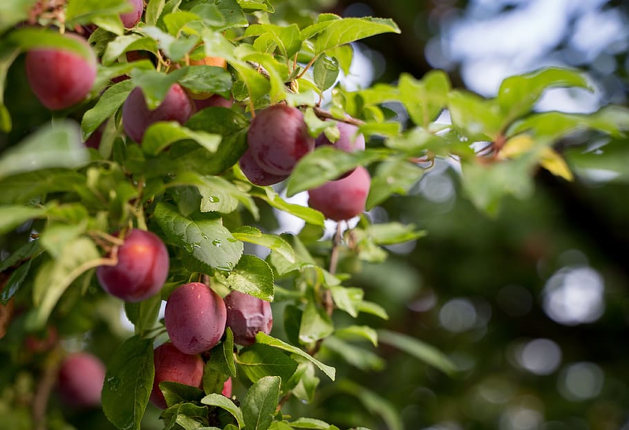 plum, pflauembaum, pohon plum, ungu, merah, belum dewasa, hijau, buah, pohon buah, semak