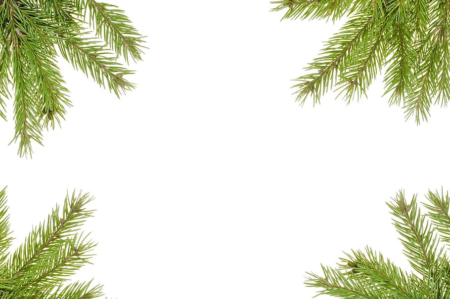 ramo, natal, decoração, abeto, verde, férias, isolado, agulhas, ano novo, padrão