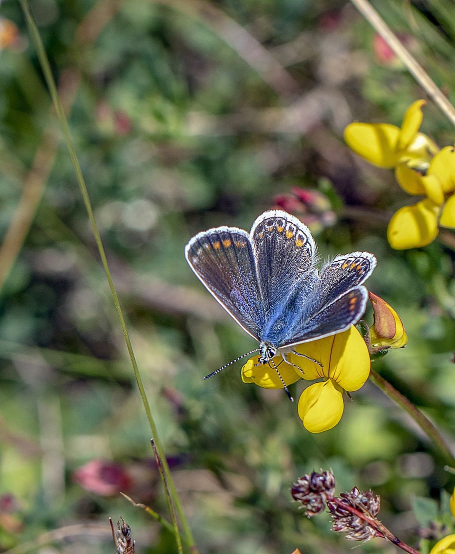butterfly, common blue, insect, nature, summer, meadow, wing, green, blue, flowers