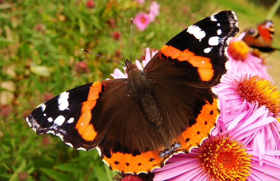 butterfly day, nature, insect, summer, at the court of, animals, butterflies, fair admiral, flower, garden