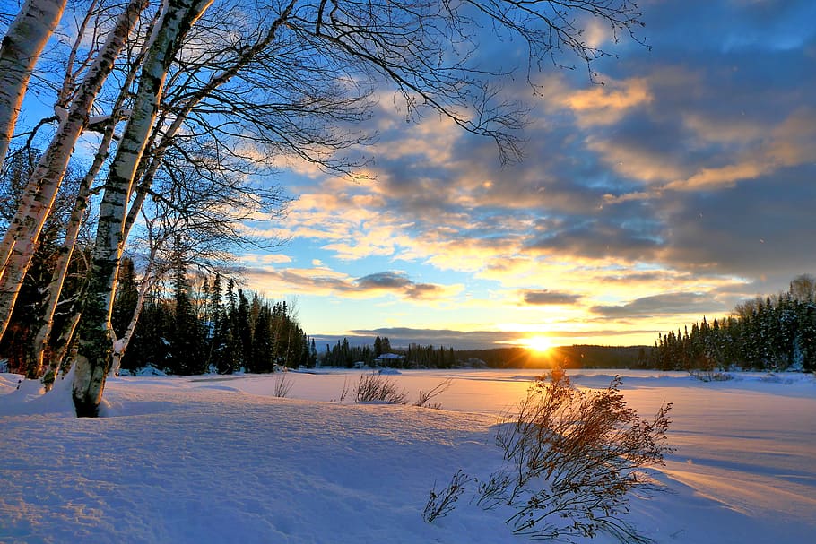landscape, winter, sunset, snow, cold, trees, birch, fir, nature, clouds