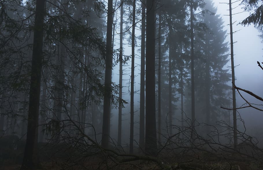 fog, forest, trees, nature, landscape, mysterious, mood, mystical, fairy tales, scenic