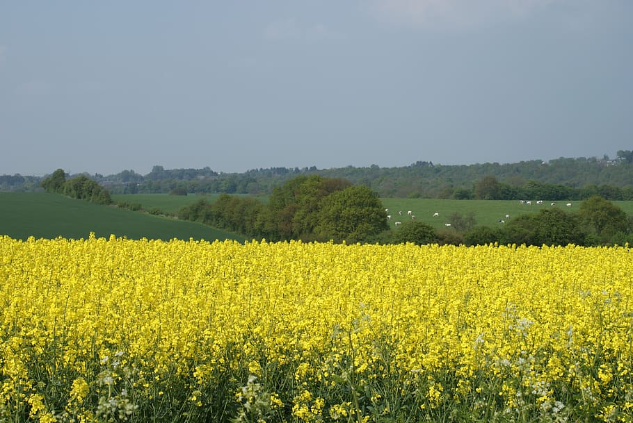 rapeseed, field, fields, nature, spring, belgium, agriculture, landscape, yellow, beauty in nature