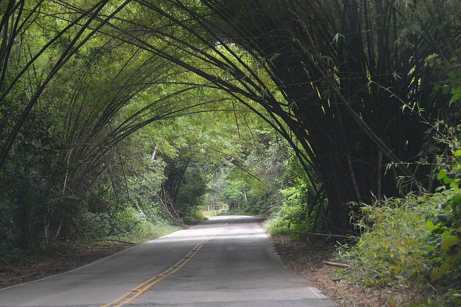road, nature, transport, travel, landscape, trees, forest, tunnel, leaves, bamboo