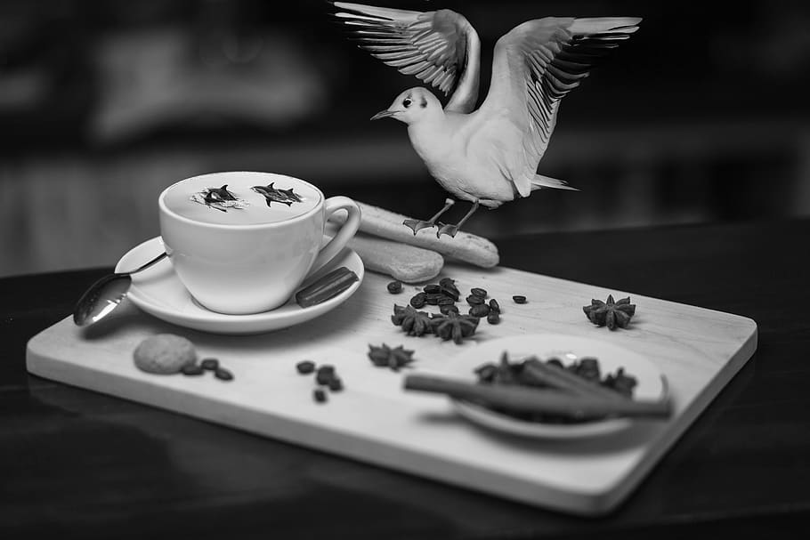 kopi, lumba-lumba, lucu, pembebasan, piala, menyusun, photomontage, burung, meja, makanan dan minuman