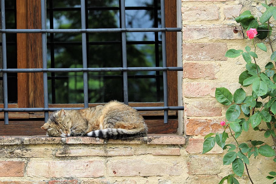 gato, durmiendo, siesta, italia, florencia, bodega, campo, toscana, ventana, gato gris