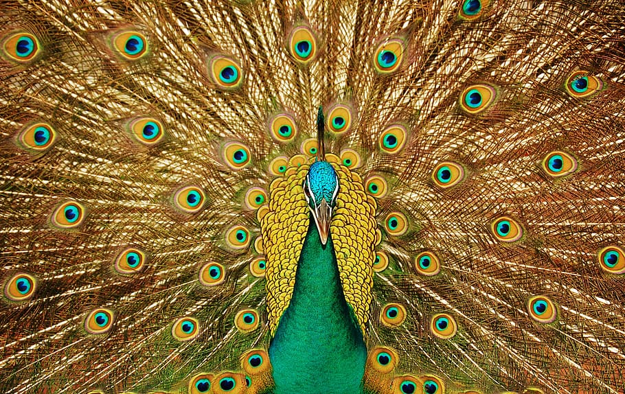 peacock, feather, bird, peafowl, animal, animal themes, peacock feather, animal wildlife, vertebrate, animals in the wild