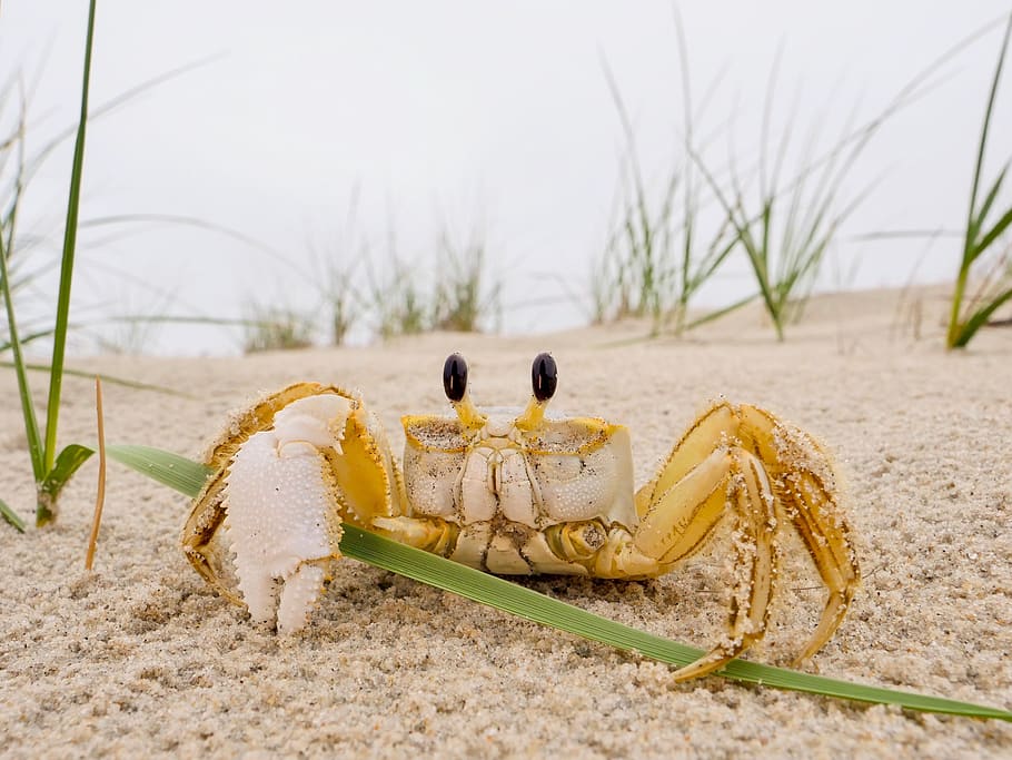 crab, sea, seaside, sand, nature, ocean, marine, animal, wildlife, shell