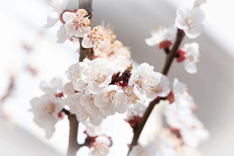 bunga, estetika, putih, musim semi, bunga pohon, pohon aprikot, bunga pohon aprikot, alam, mekar, cabang