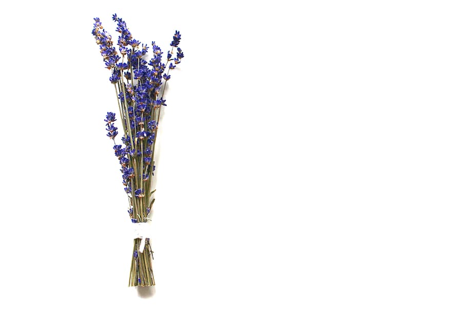 lavender, blossom, bloom, flower, nature, purple, plant, violet, garden, lavender flowers