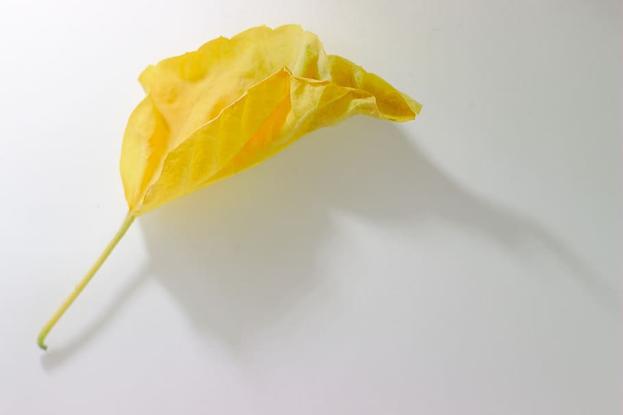 yellow, sheet, autumn, listopad, to fall, to fade, foliage, shadow, white background, long shadow