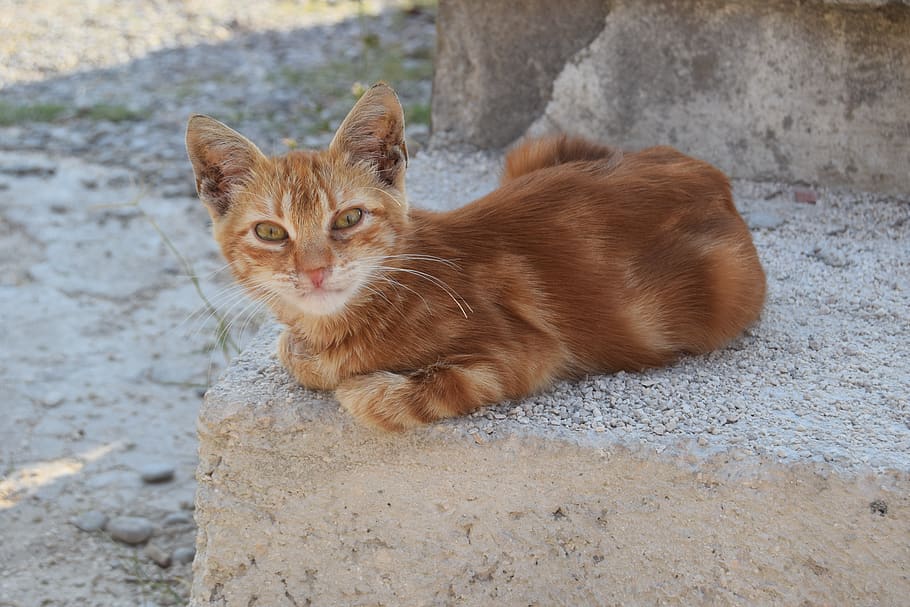 cat, mackerel, red, curious, skeptical, view, street cat, portrait, look, bored