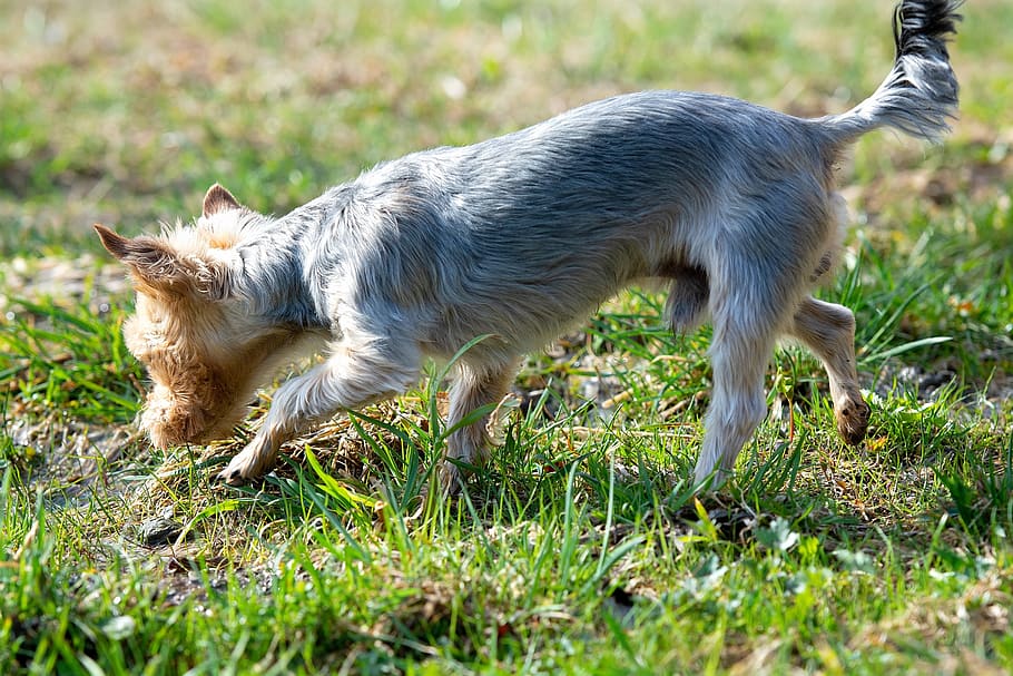 anjing, keluar, air, minum, rumput, padang rumput, alam, yorki, terrier, yorkshire terrier