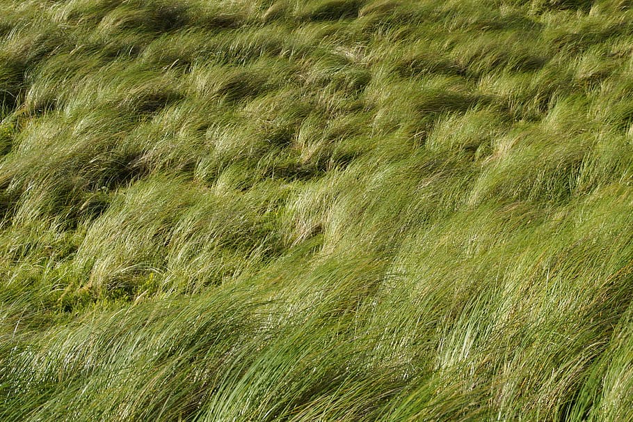 dune, grass, wind, texture, structure, background, scotland, summer, waving grass, green