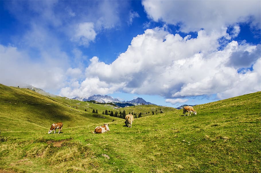landscape, green, grass, fields, cows, animals, mountains, hills, nature, clouds