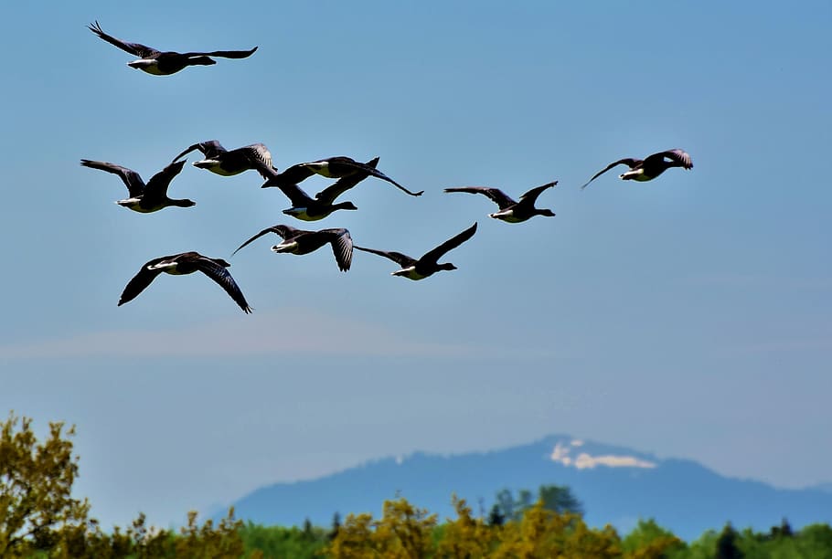 wild geese, grey geese, goose, birds, flock of birds, migratory birds, poultry, water bird, schwimmvogel, flying