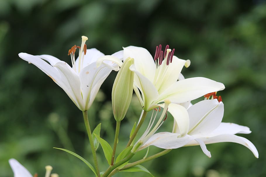 lirio, lirios blancos, flores, naturaleza, planta, flores blancas, ramo,  generosamente, brillante, verano | Pxfuel