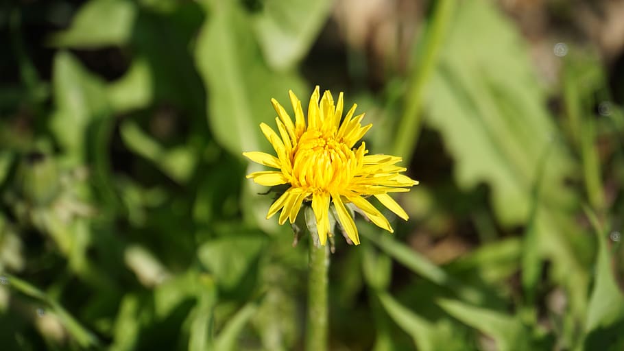 dandelion, plant, yellow, blossom, bloom, flower, spring, macro, close up, nature