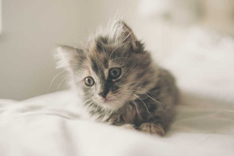 kitten, cute, cat, animal, pet, domestic, young, fur, feline, kitty