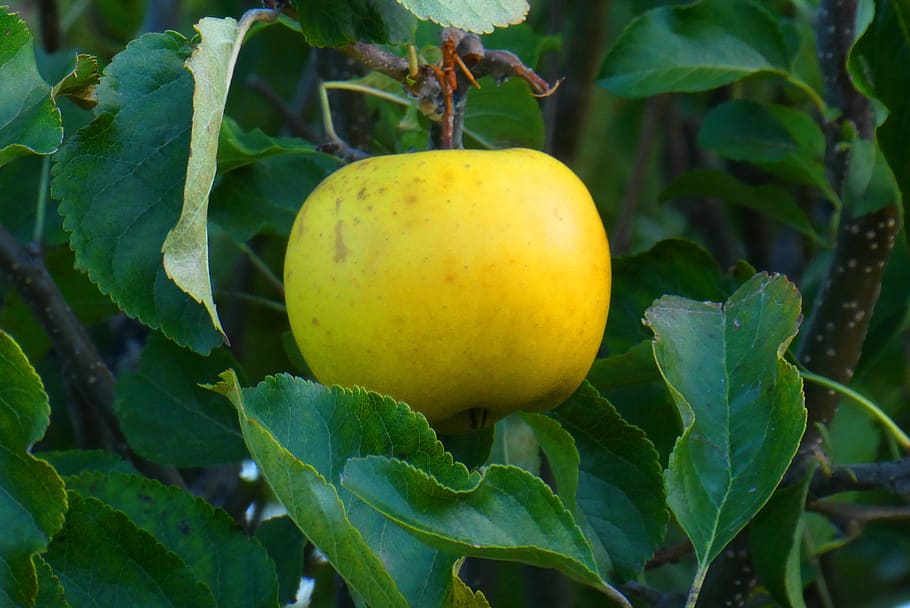 Яблоко желтое фото
