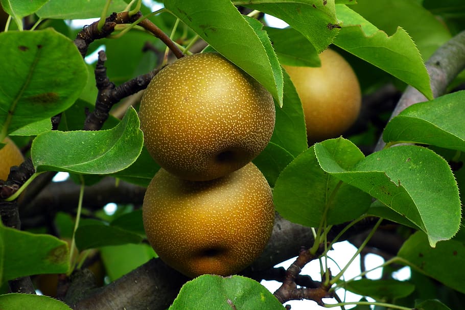 asian pear, fruit, tree, closeup, foliage, vitamins, nature, natural, leaf, plant part