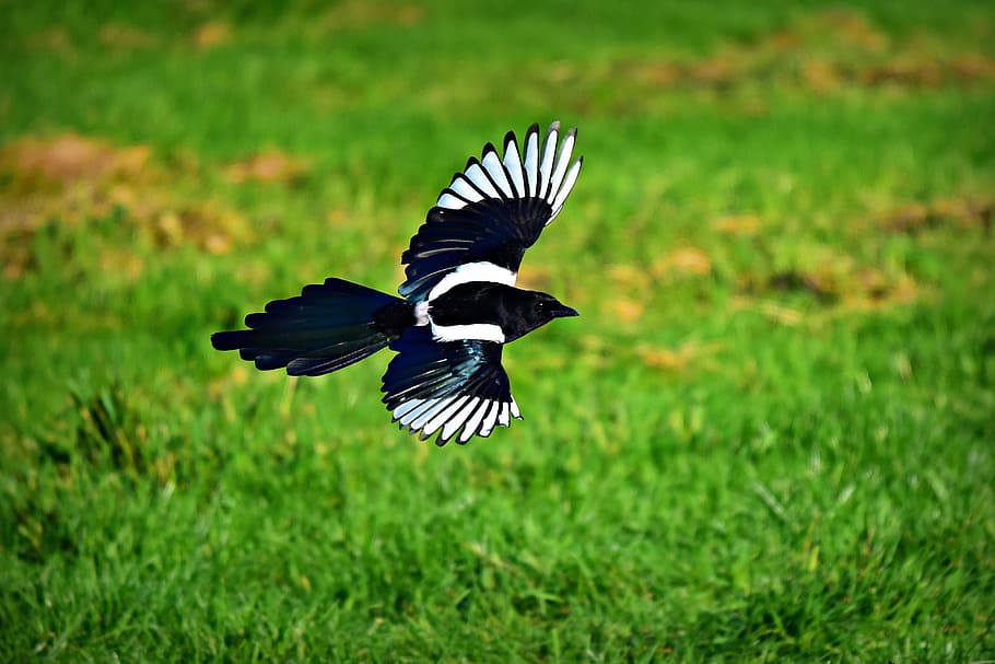 magpie, bird, animal, corvidae, wildlife, flight, flying, wings, feather, meadow