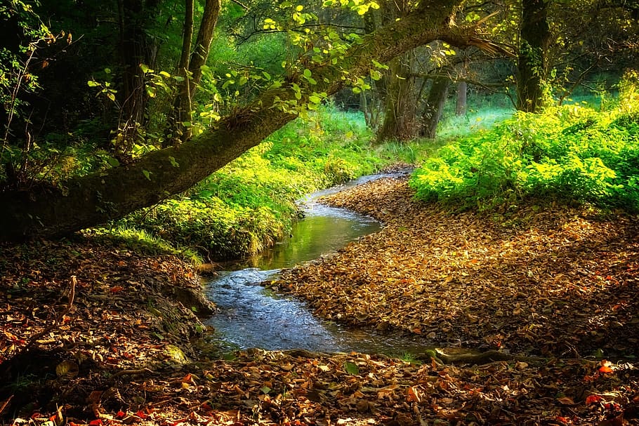 pemandangan, sungai, bach, aliran musim gugur, daun, warna, kemegahan, hutan, alam, indah