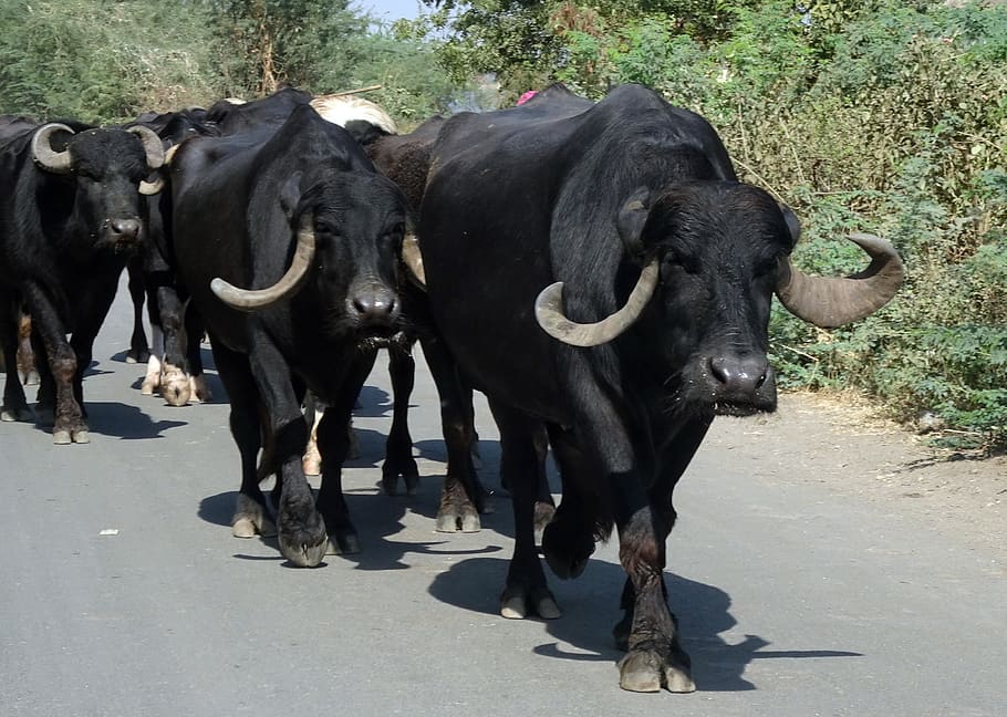 buffalo, bovine, cattle, water buffalo, hybrid, jaffarabadi, breed, bhavanagri, gir, jaffari