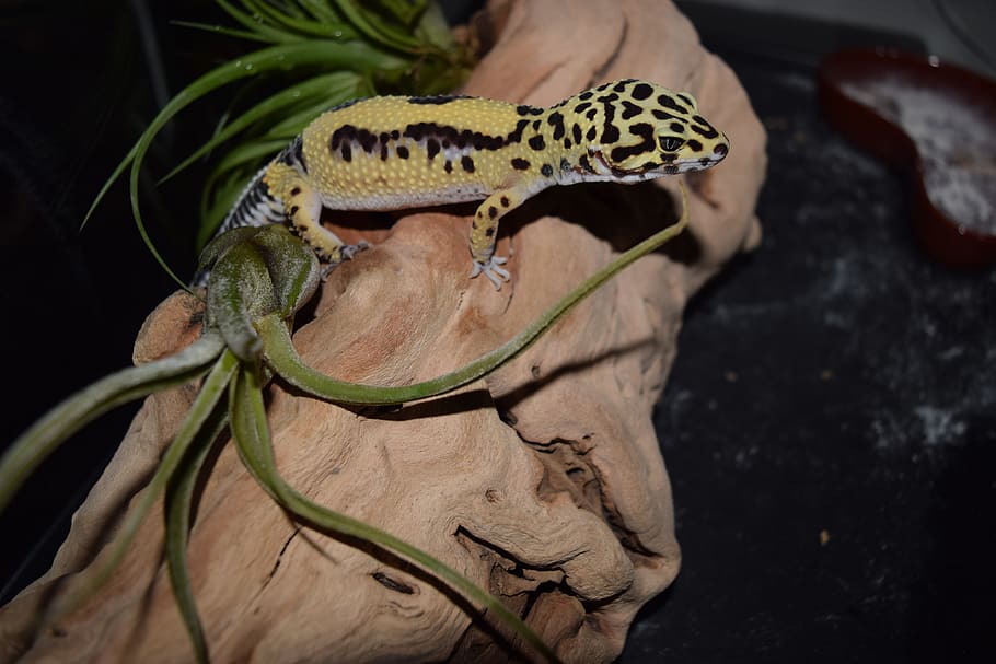 gecko leopardo, mascota, mascotas, animal, reptil, gecko, lagarto, desierto, fauna, geckos