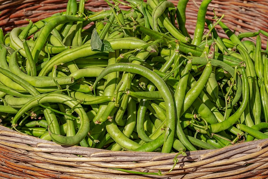 beans, vegetables, basket, harvest, bush beans, green, fresh, healthy, bio, raw