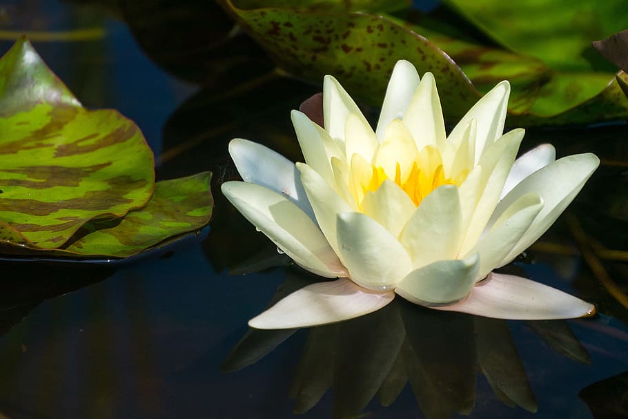 water lily flower, flowing, koi pond, rutgers garden, east, brunswick, nj., lilly pads, water, flower
