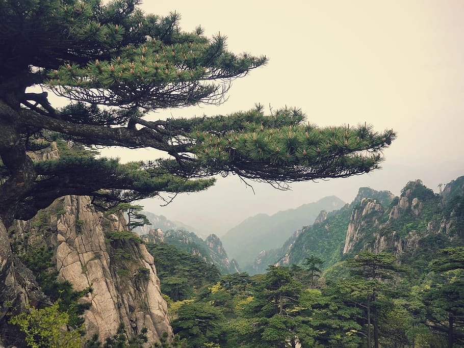 mountain, landscape, china, pine, view, tree, plant, beauty in nature, scenics - nature, tranquility