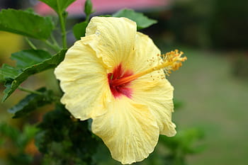 flower, golgotha, petal, yellow, flowering plant, beauty in nature, fragility, plant, freshness, vulnerability