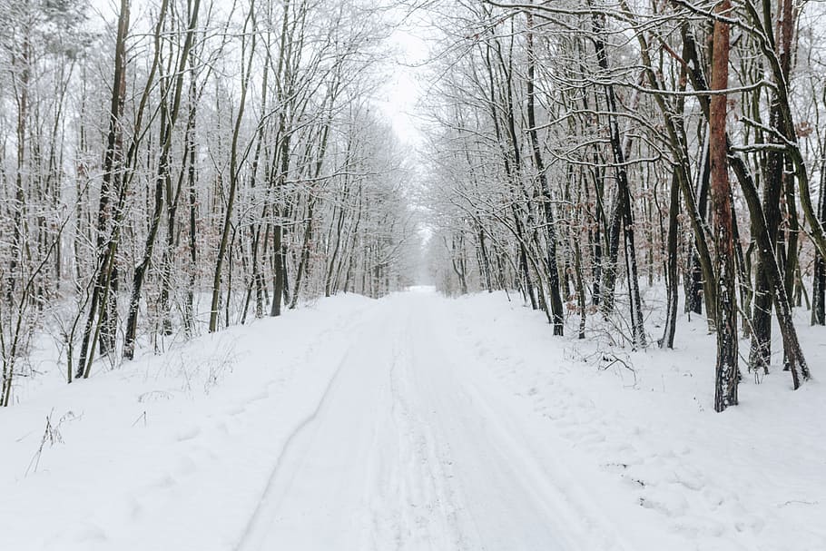 snowy, road, forest, winter, snow, white, day, path, way, route
