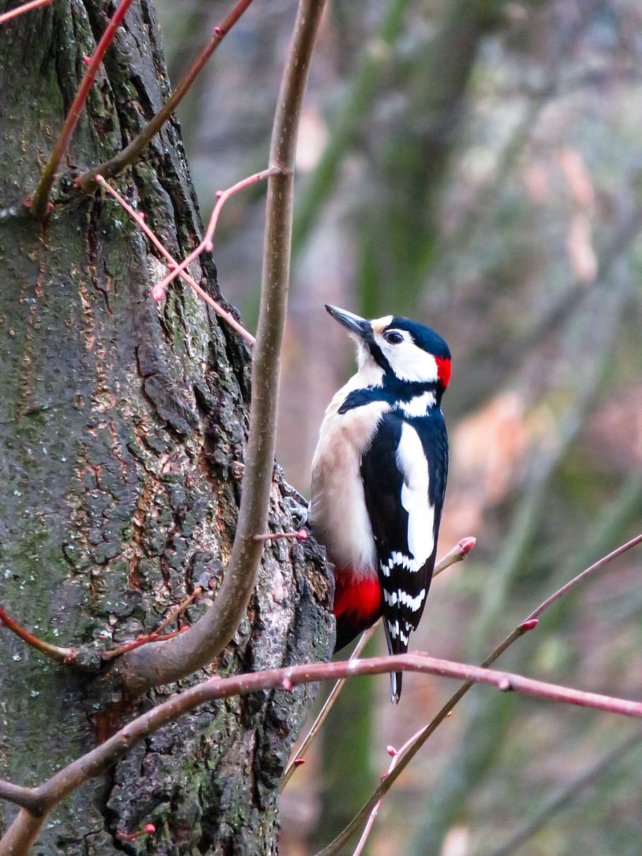 animals, bird, woodpecker, great spotted woodpecker, plumage, red, animals in the wild, animal wildlife, animal themes, vertebrate