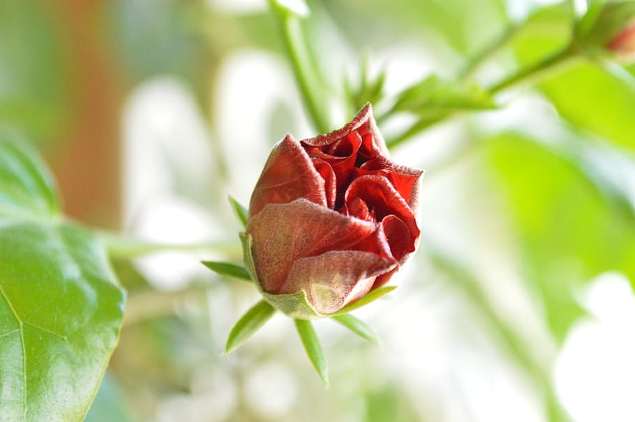 chinese rose, flower, rose, petals, red, beauty in nature, plant, leaf, close-up, flowering plant