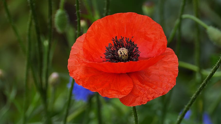 poppy, wildflower, flowers, petal, summer, stem, floral, the nature of the, silage, meadow