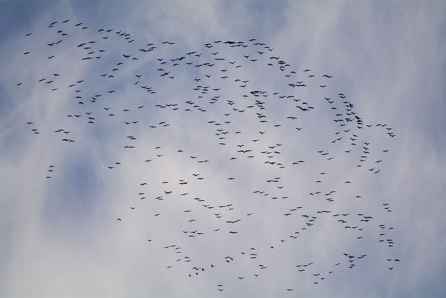 migratory birds, migratory bird, crane, fly bird, flock of birds, travel, south, clouds, sky, nature