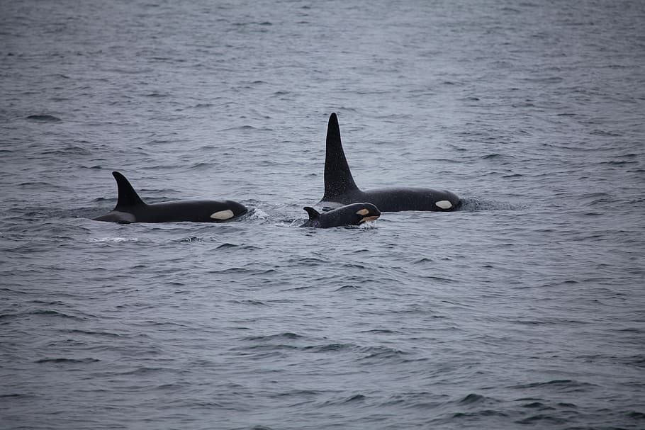 killer whales, orcas, pod, breaching, ocean, mammal, animal, sea, swimming, marine