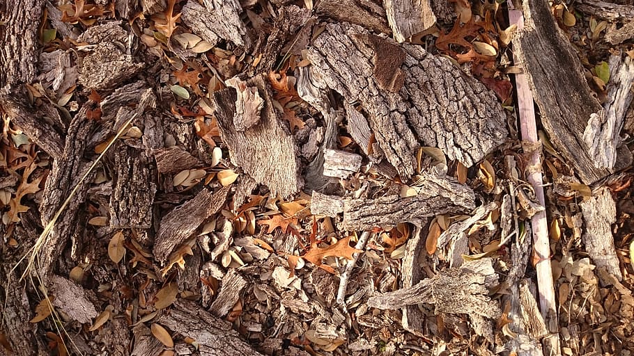 autumn, nature, fall, leaf, fallen, bark, forest, floor, wood - material, plant part
