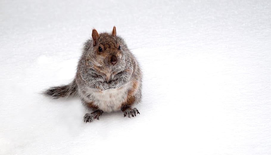 animal, squirrel, cute, park, snow, good looking, nature, rodents, wildlife, animal themes
