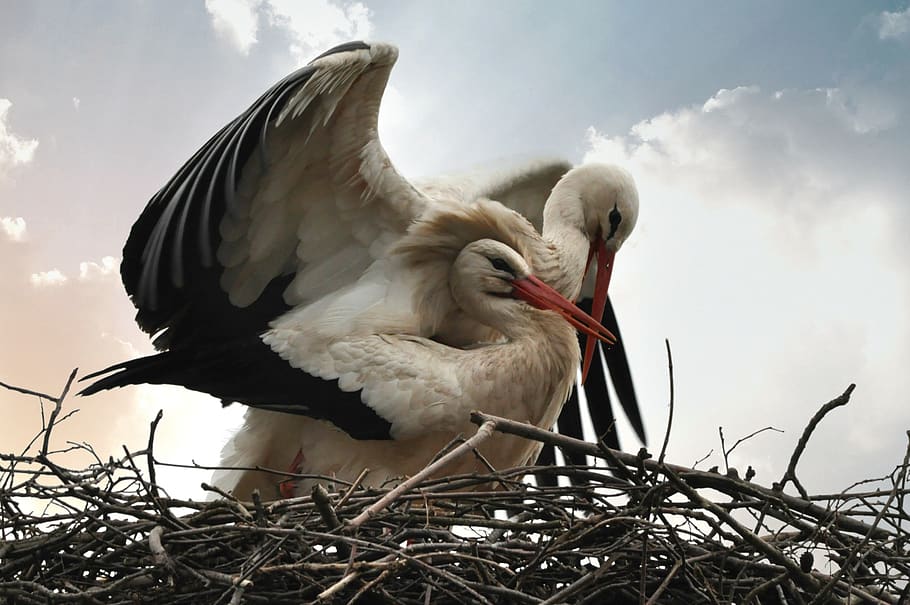 stork, bird, animal, nature, mating, wing, plumage, feather, beak, eye