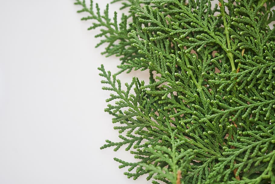 pine tree, leaves, branch, new year, green, background, texture, pattern, decoration, christmas
