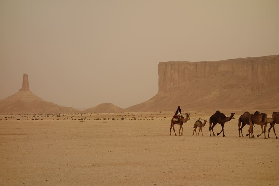 camel train, saudi arabia, ramadan, ramadhan, domestic animals, mammal, animal, animal themes, desert, land