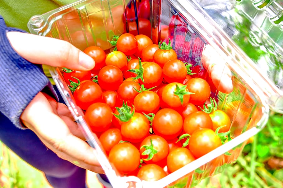 cherry tomatoes, harvesting, harvest time, tomatoes, harvested, hand, human hand, food and drink, food, human body part